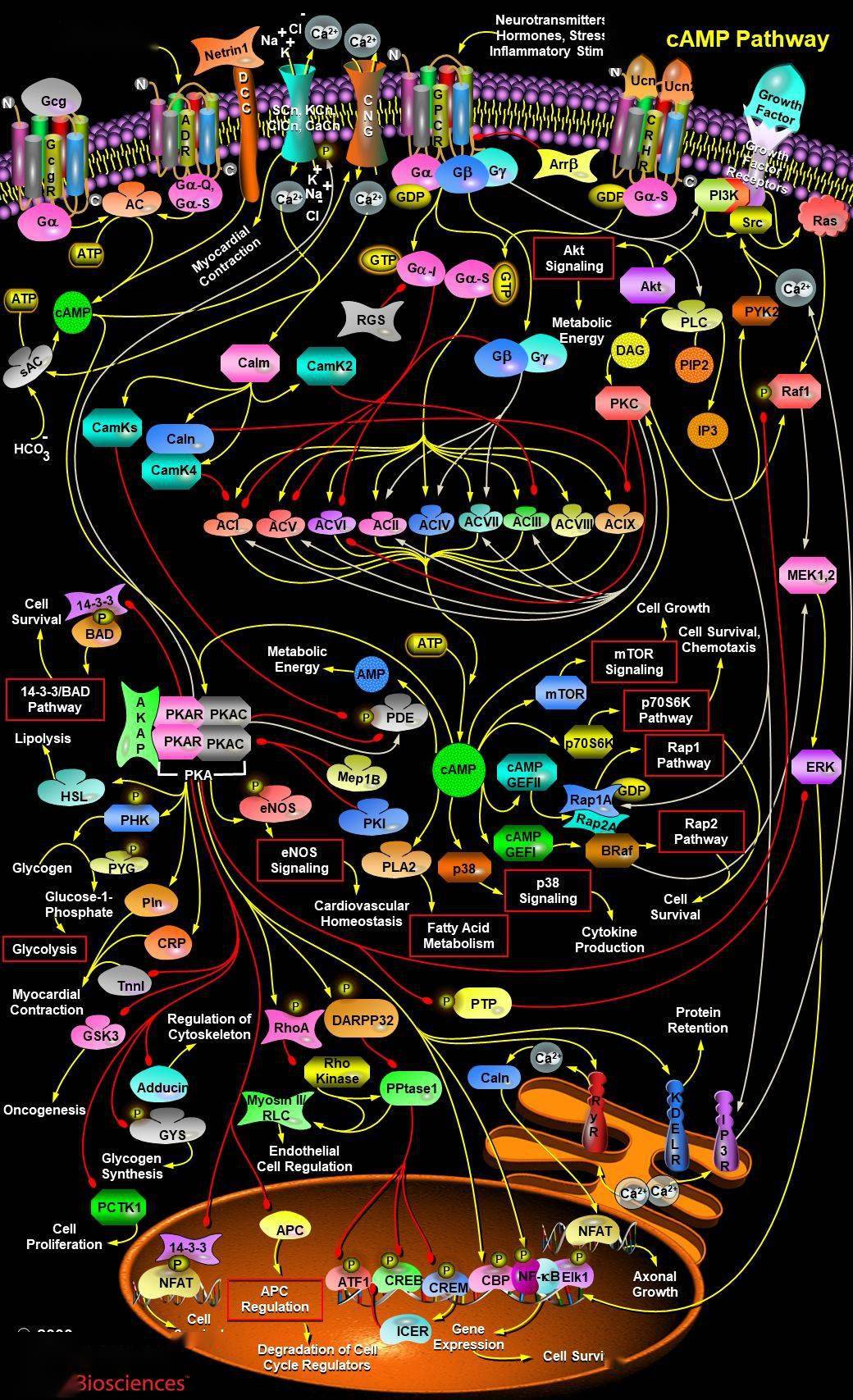 细胞信号通路详解之camp信号通路