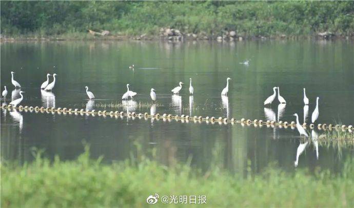 保护|黑鹳、太行猕猴……珍稀动物现身河南济源