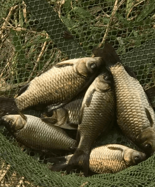 鱼儿|秋季野钓纠结选位？看完这篇就不纠结了