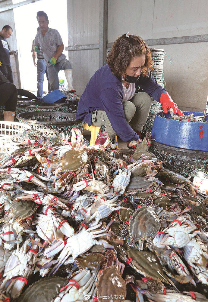 上岸|连云港海产品上市！