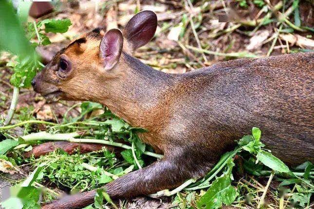 小麂是一种小型的鹿科动物,腿细而有力,善于跳跃,栖息在稠密灌丛中,是