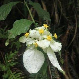 综艺嘉宾“摘雪莲”惹众怒,快来认识这些植物,避免踩雷!