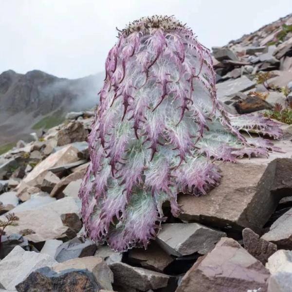 综艺嘉宾“摘雪莲”惹众怒,快来认识这些植物,避免踩雷!
