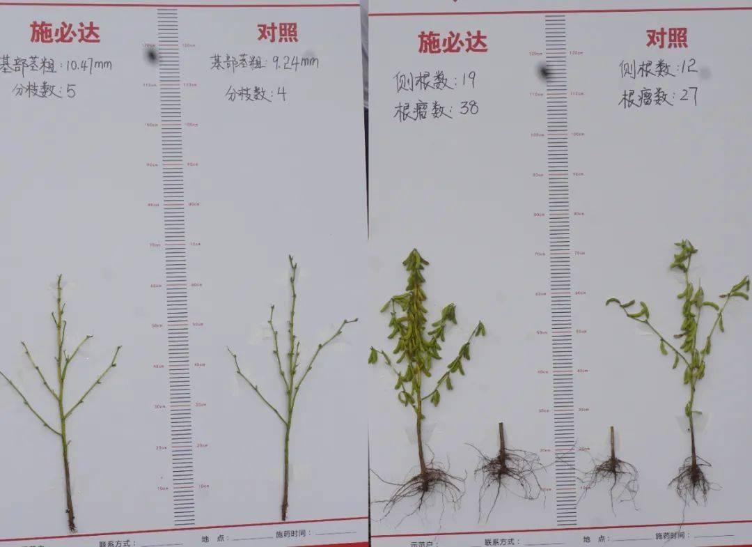 大豆根系,基部茎粗及分枝数对比