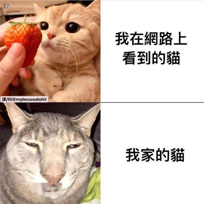 长大后很鸡掰的猫:咋地了,我就是狗娘养的 这个逻辑下来.