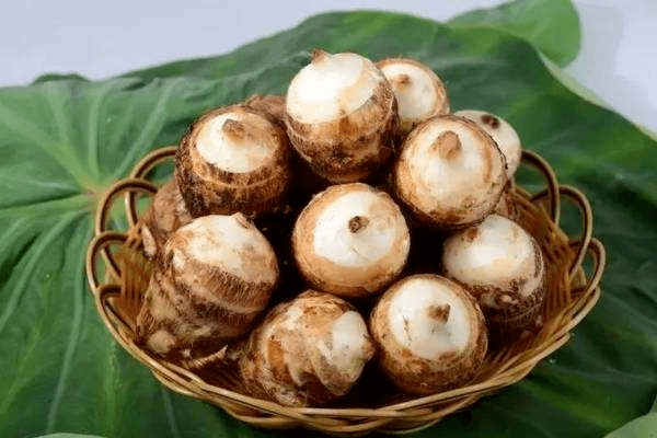 坚果是什么季节成熟 71c0529156e24649bb59aa915f126418.png