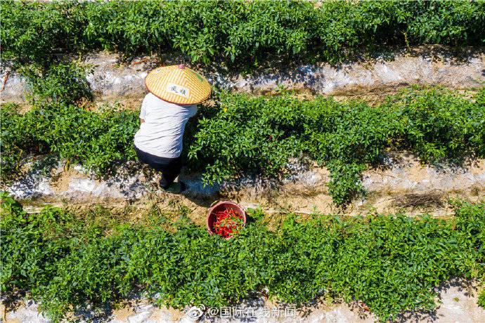 攻坚|【脱贫攻坚·小康路】从田间地头到百姓餐桌 农村电商助力脱贫攻坚