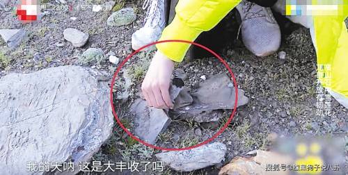 雪莲|明星节目中采摘“雪莲”濒危植物知识普及要多些