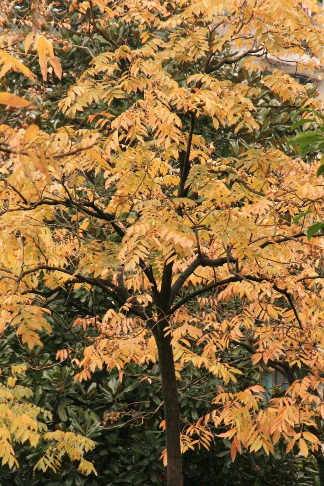 图片|说出来你可能不信,让鬼见愁的可能是洗手液