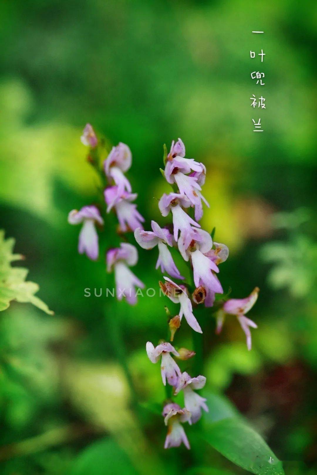 谁说秋天没有花(高山篇)