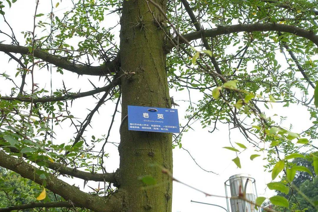 图片|说出来你可能不信,让鬼见愁的可能是洗手液