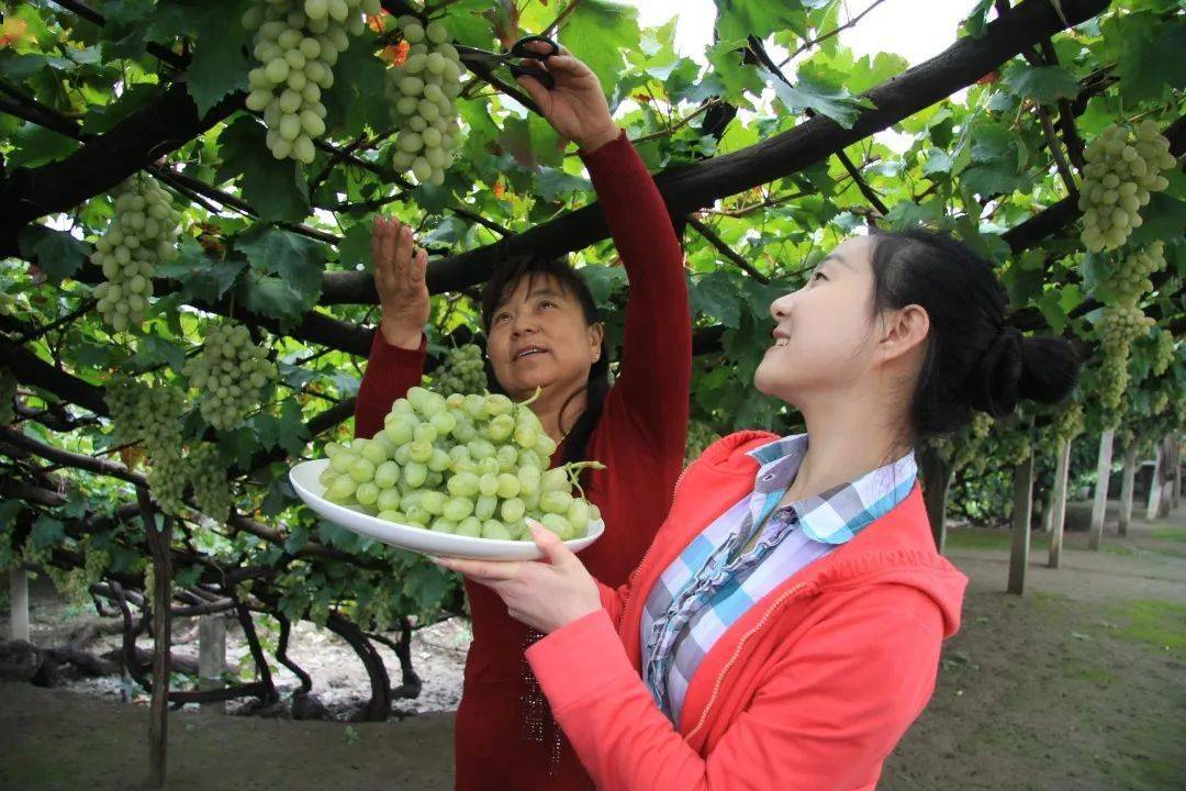 宣化葡萄小镇五大主题活动精彩纷呈欢迎您!