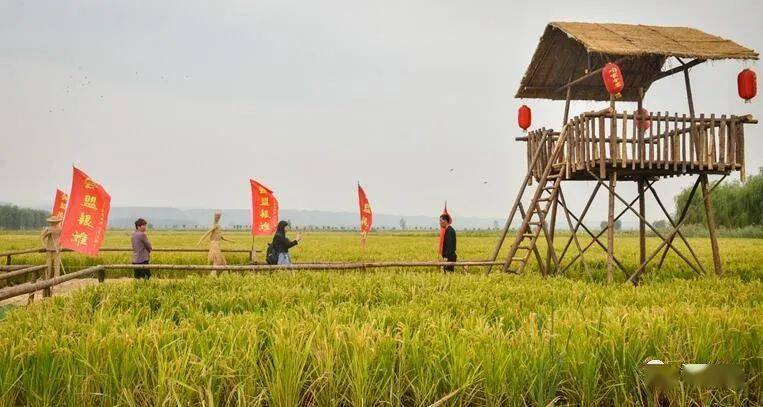 游客漫步万亩稻田之中,既能欣赏洛阳仅此一处的稻田美景,又能打卡