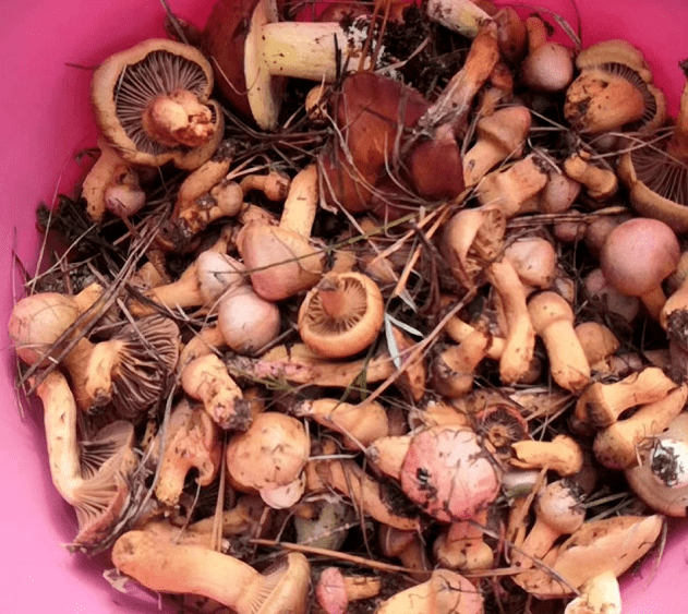 蘑菇怎么长出来最快 7394f401ffca426790df77736cf20fa3.png