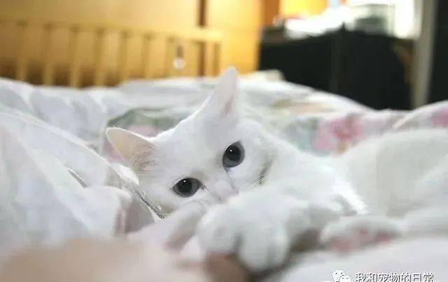 又一只网红猫过世，曾以一张超长猫照片在网上爆红，背后故事令人心疼！