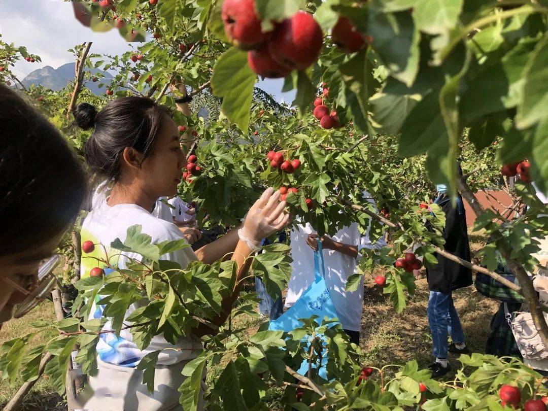 果树采摘活动来一场山楂树之恋