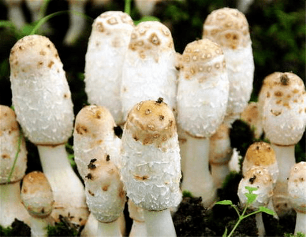 美味鸡腿菇 480916a4587f43439f6ba826cb8f967f.png