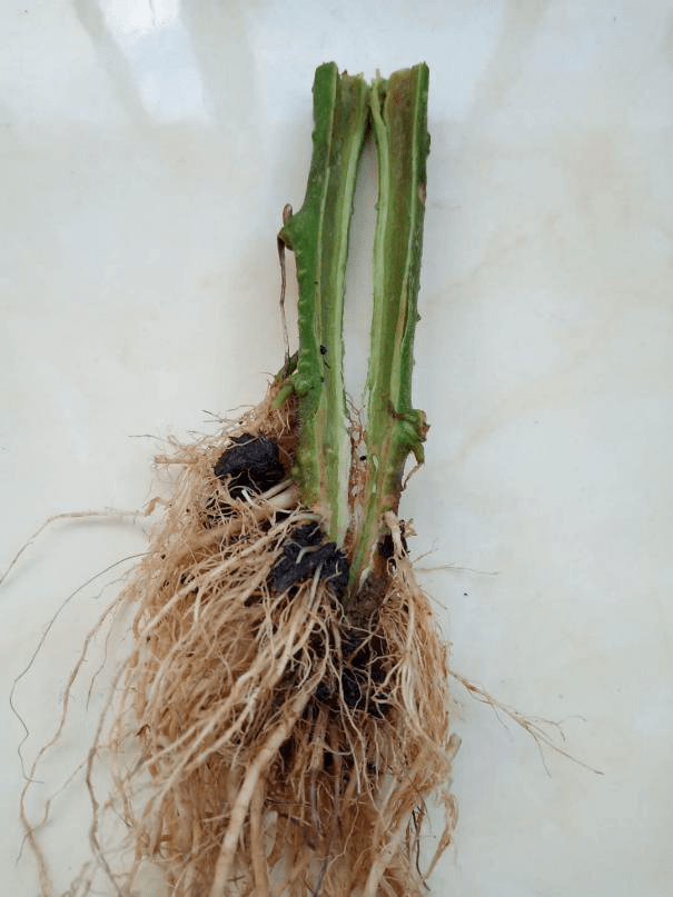 下面是拔出来的植株根,茎状态我先看了一下叶子和果,都没有发现病原物