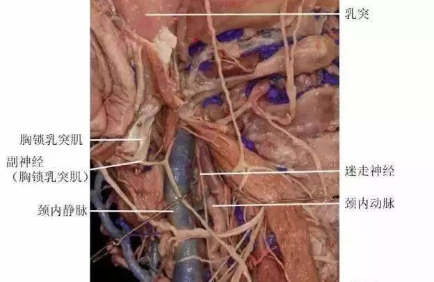 出了颈静脉孔以后怎么走行?