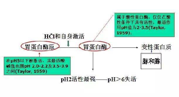 胃蛋白酶原和胃蛋白酶激活条件由于不同酸原料在不同ph条件下的h 解离