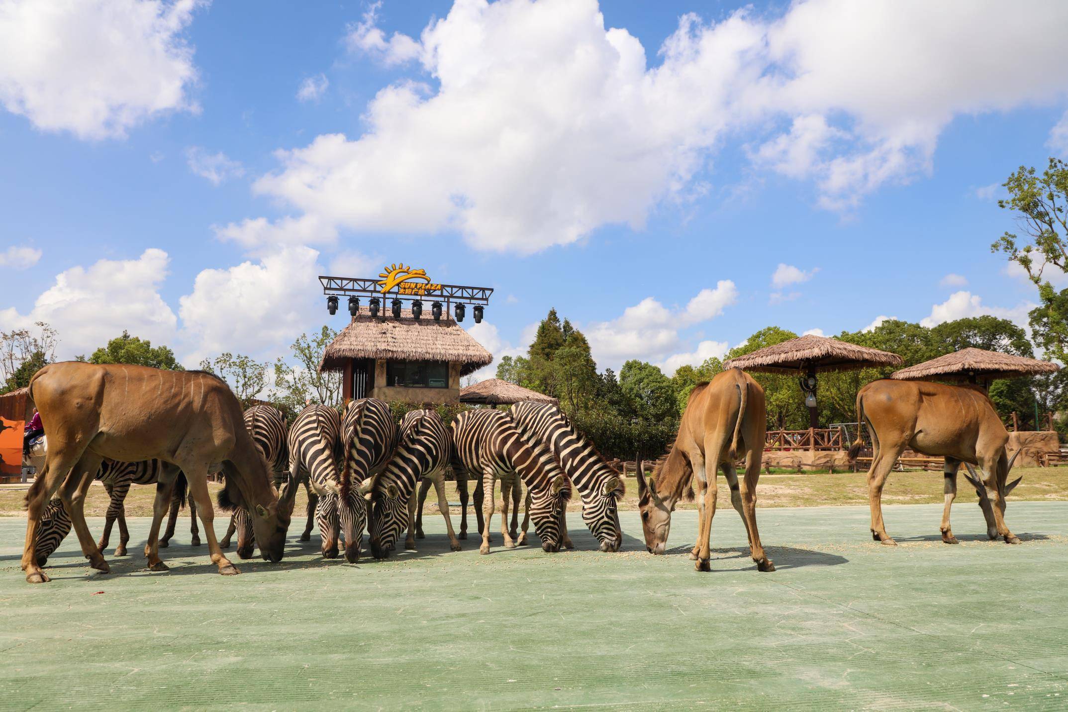 我国首个动物主题休闲广场落户上海野生动物园,竟然不