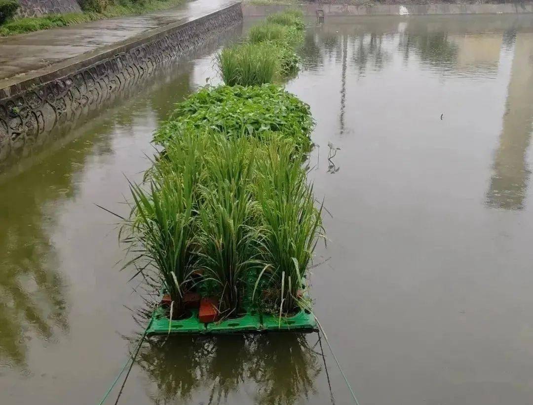 人员对种植在汉中市水产试验站养殖基地鱼塘上的100㎡水稻正式收割