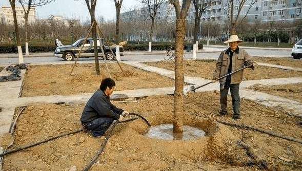 秋后苗木移栽"五个坑"记得避开,否则成活率照样高不了