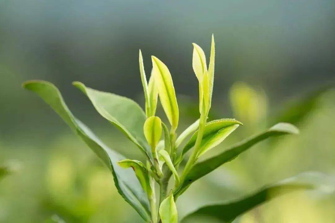 白茶白化茶白毛茶你分清楚了吗