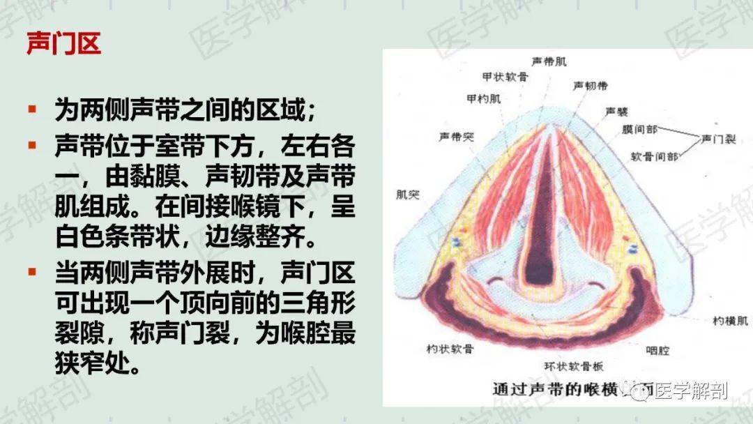 喉的应用解剖及生理