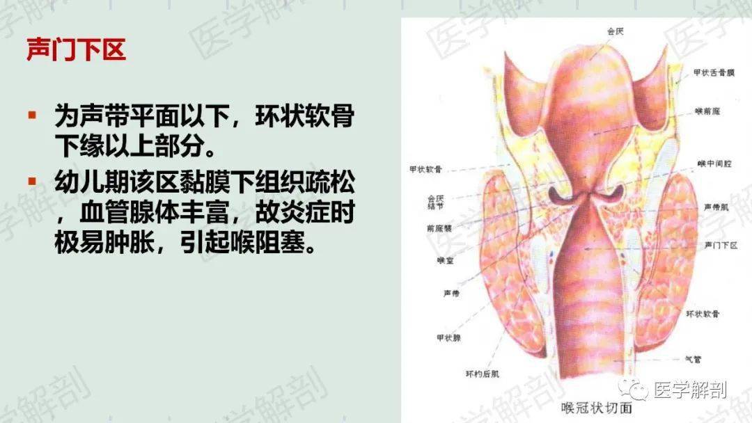 喉的应用解剖及生理