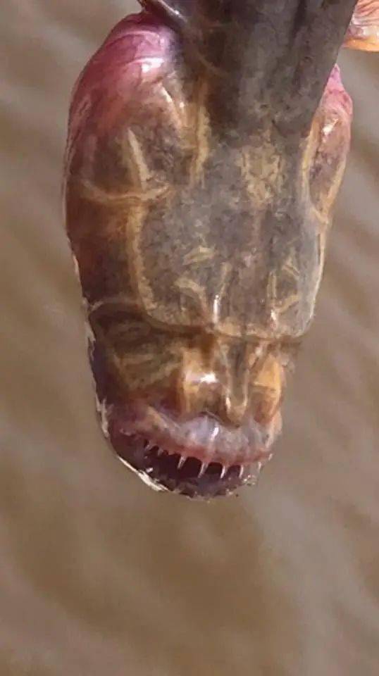 外星生物须鳗鰕虎鱼澳洲河流出现诡异生物网友异形来了