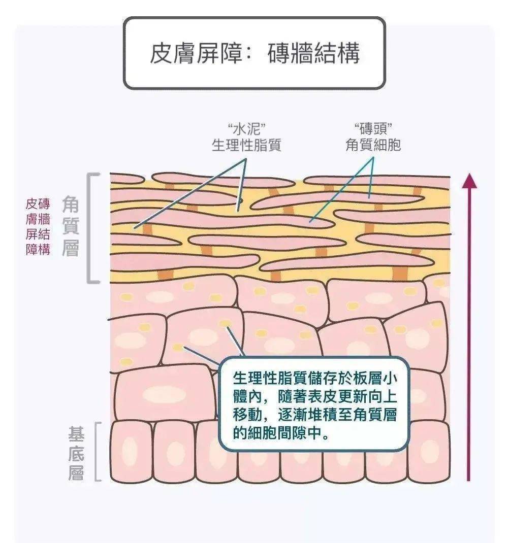 皮肤|护肤品成分花里胡哨看不懂?看完这篇就够了!
