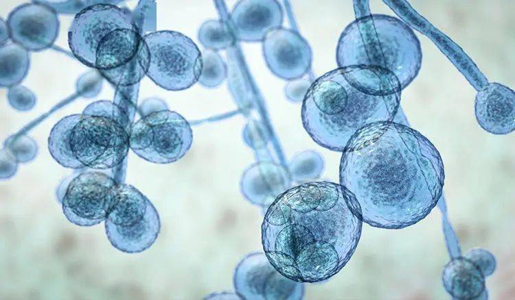 真菌|用“笔”刷一刷，灰指甲竟慢慢变光亮了