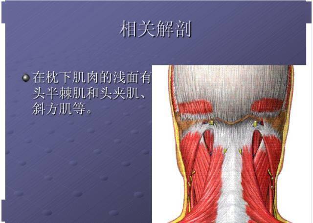 颈项部肌肉基础解剖起止点及作用