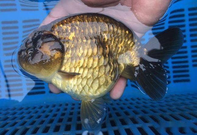 怎么养鱼不浑水 4802aaf95de44357bdf2ca91ec8892d3.jpeg