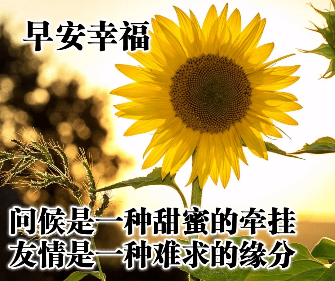 微信最适合群发的早上好问候祝福语 漂亮的鲜花高清图片带字