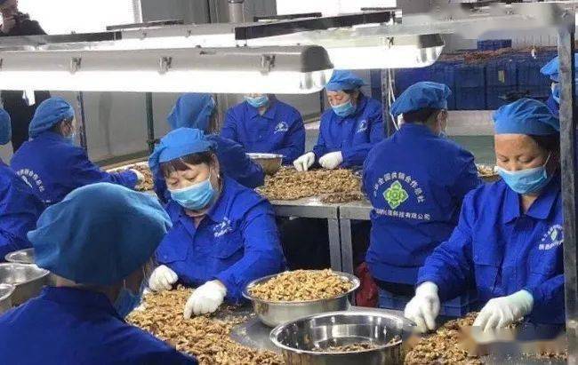 商洛：小核桃闯荡大世界