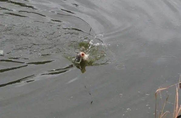 鱼多久产一次小鱼 ae229df7d78a4bf980569b08b62570ae.jpeg