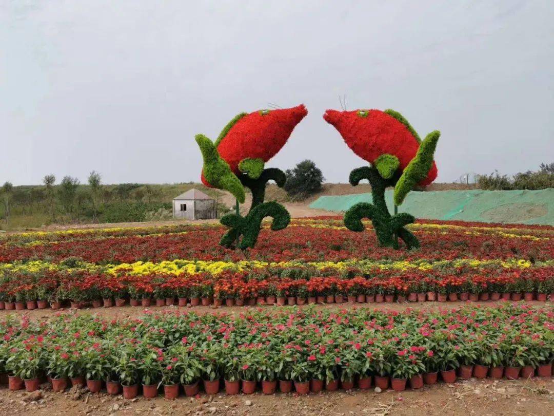 焦岗湖花田花海 百花齐放庆佳节