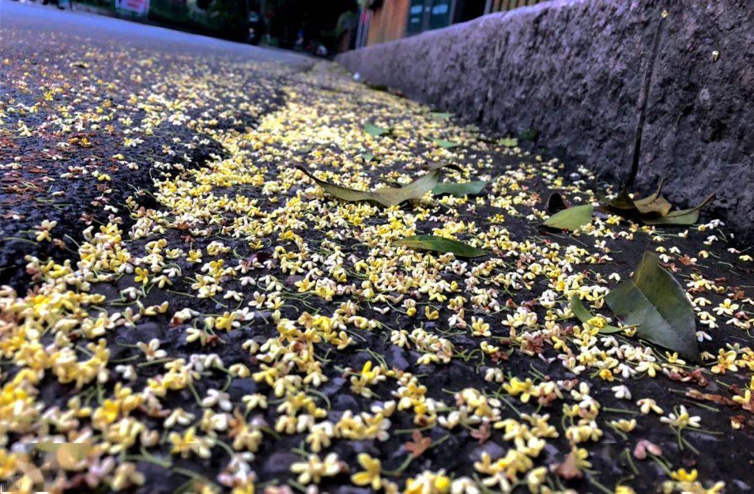 一场桂花雨,全世界都看清了桂林的真面目!_手机搜狐网