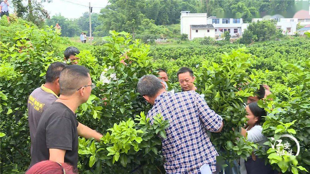 复兴村红丰水果专合社负责人 龚贵荣:我们目前流转的土地大概是在500