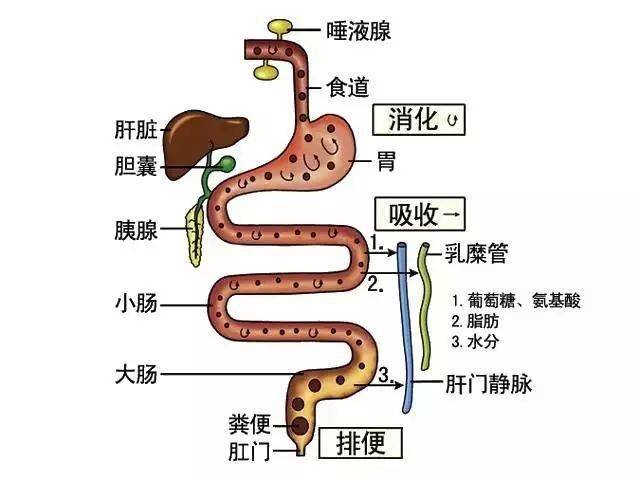 头晕眼花,内脏下垂,出血原来都和脾有关,来了解什么是