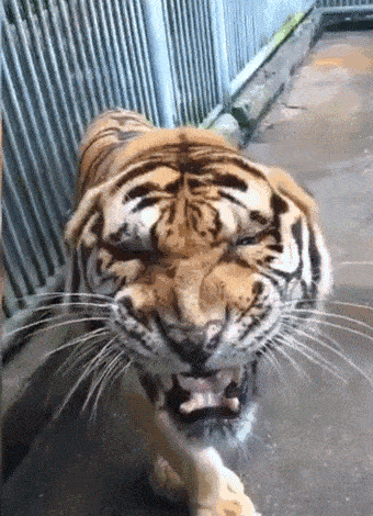 340_470竖版 竖屏gif 动态图 动图