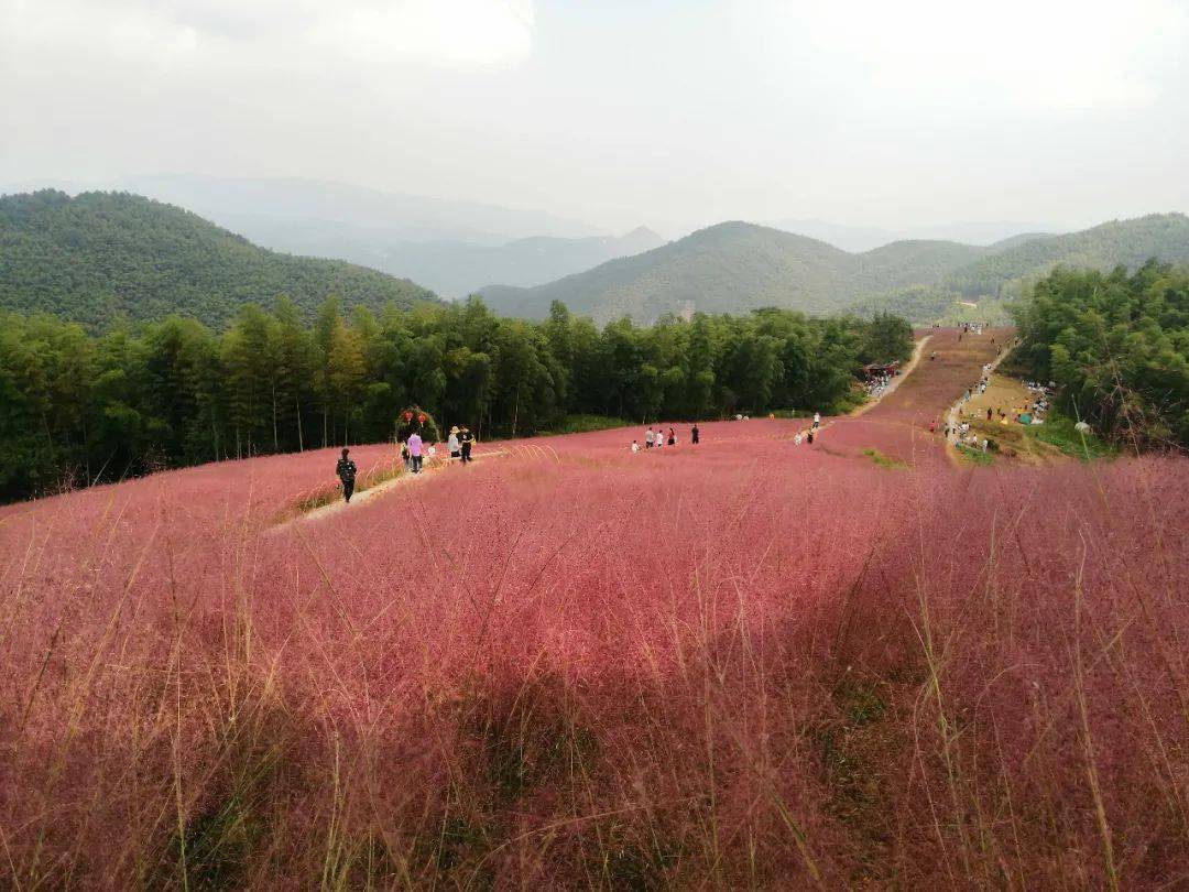 塘溪镇东山村的粉色花海成新晋网红打卡地