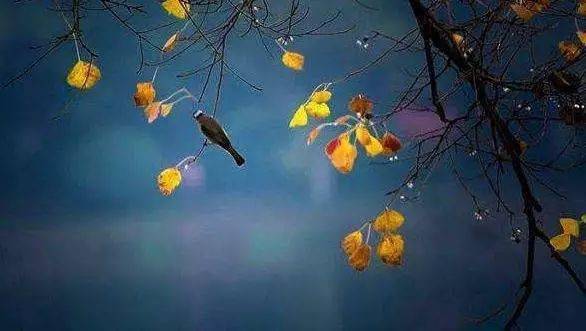 白露|秋凉至，喝什么茶最养胃？秋风起