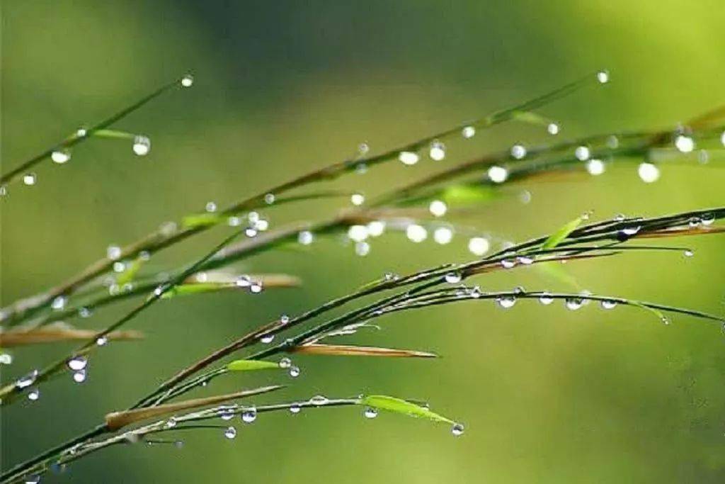 白露|秋凉至，喝什么茶最养胃？秋风起