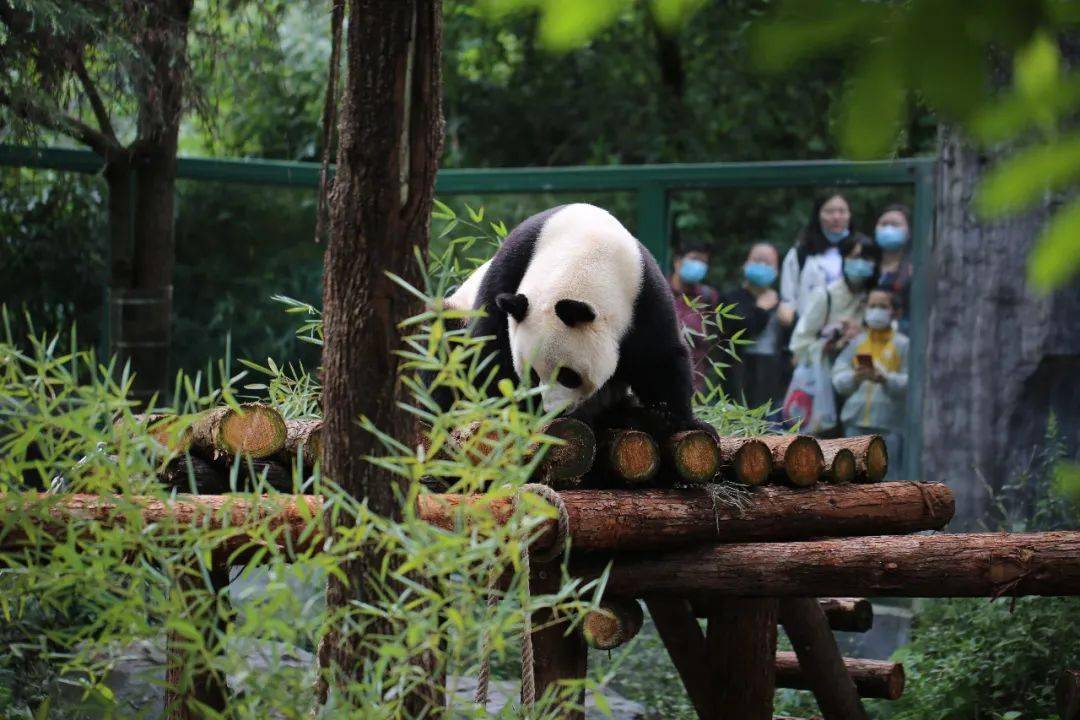这个吃播不带货