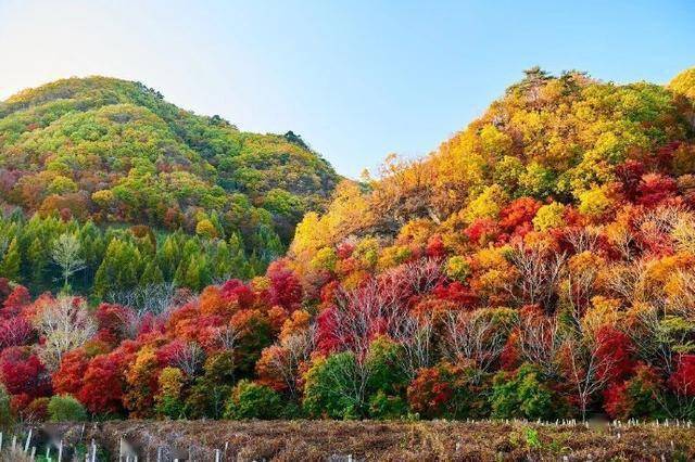 辽宁本溪的秋天这里漫山枫叶层林尽染67676767