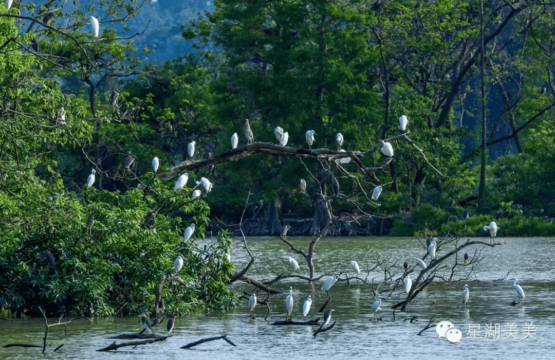 
肇庆有场图片展 展出170多种珍稀鸟类！这些你还纷歧定见过……“IM电竞平台”(图15)
