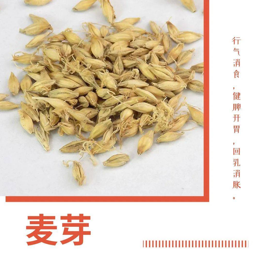 积食难消?这几味中药帮你拯救"假期胃"!